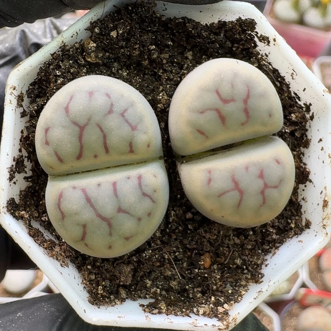 生石花222333。  287