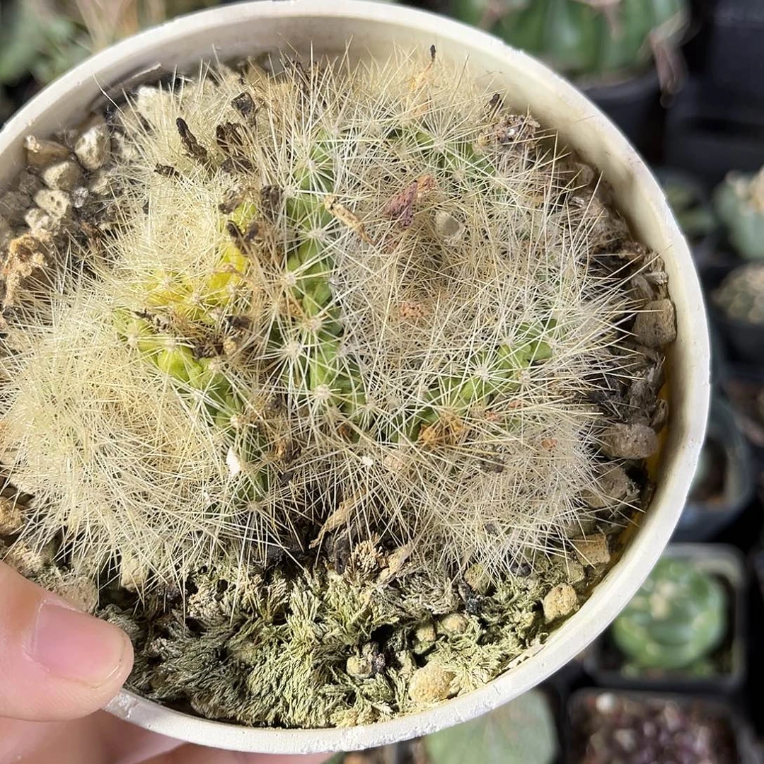 仙人球一物一拍自根8