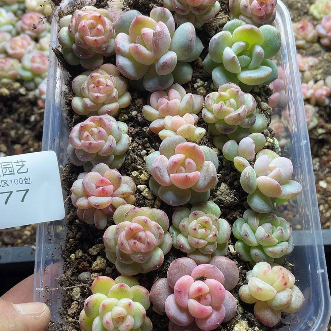 0****?珍妮混一物一拍277