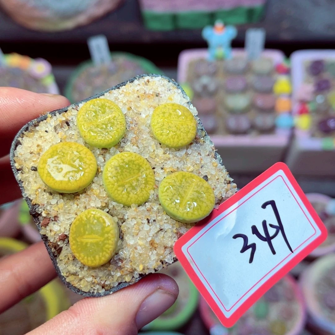 347生石花带盆发1