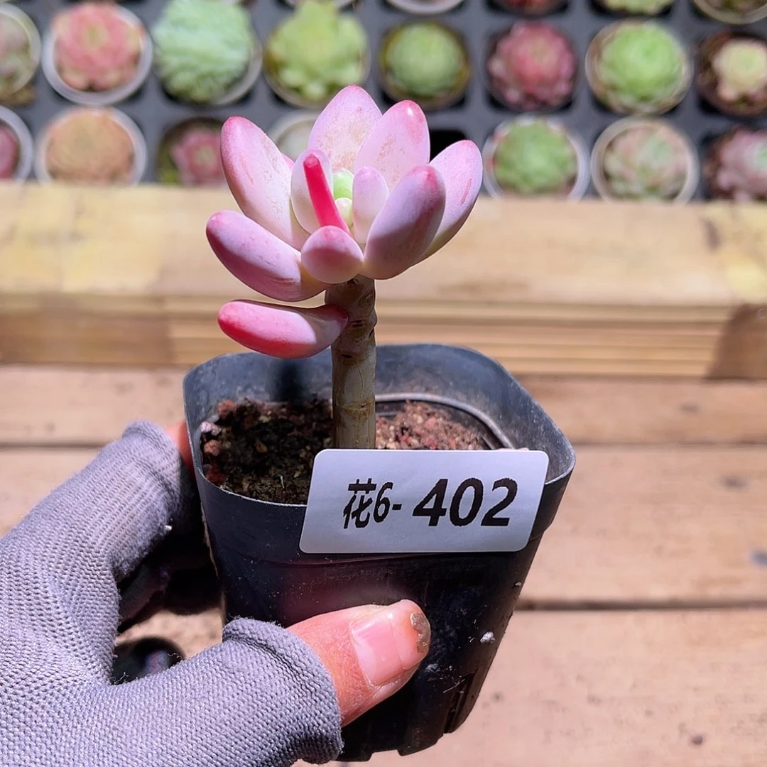 花06-402苹果奶单头