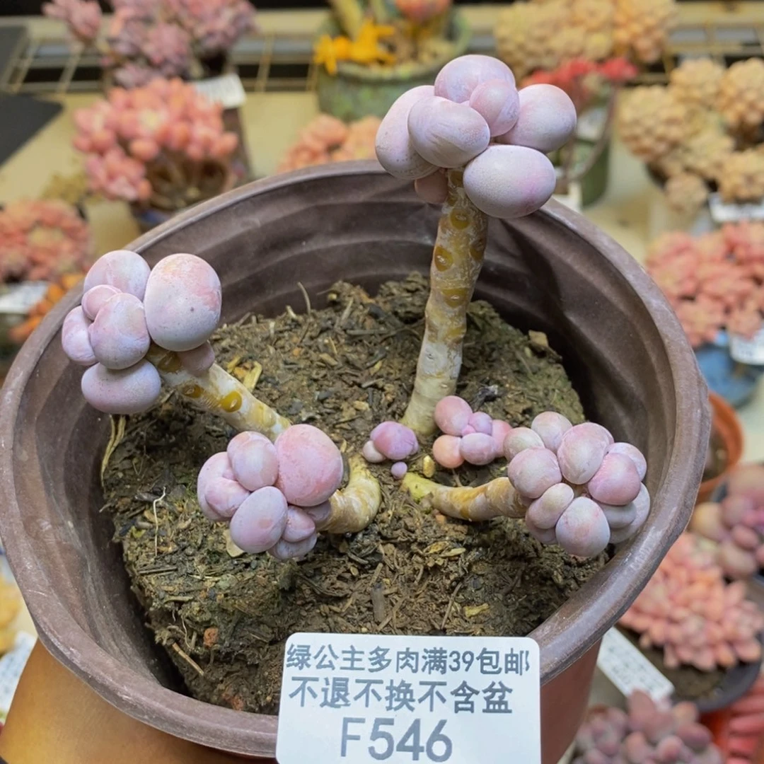 546芭比奶多肉7c m