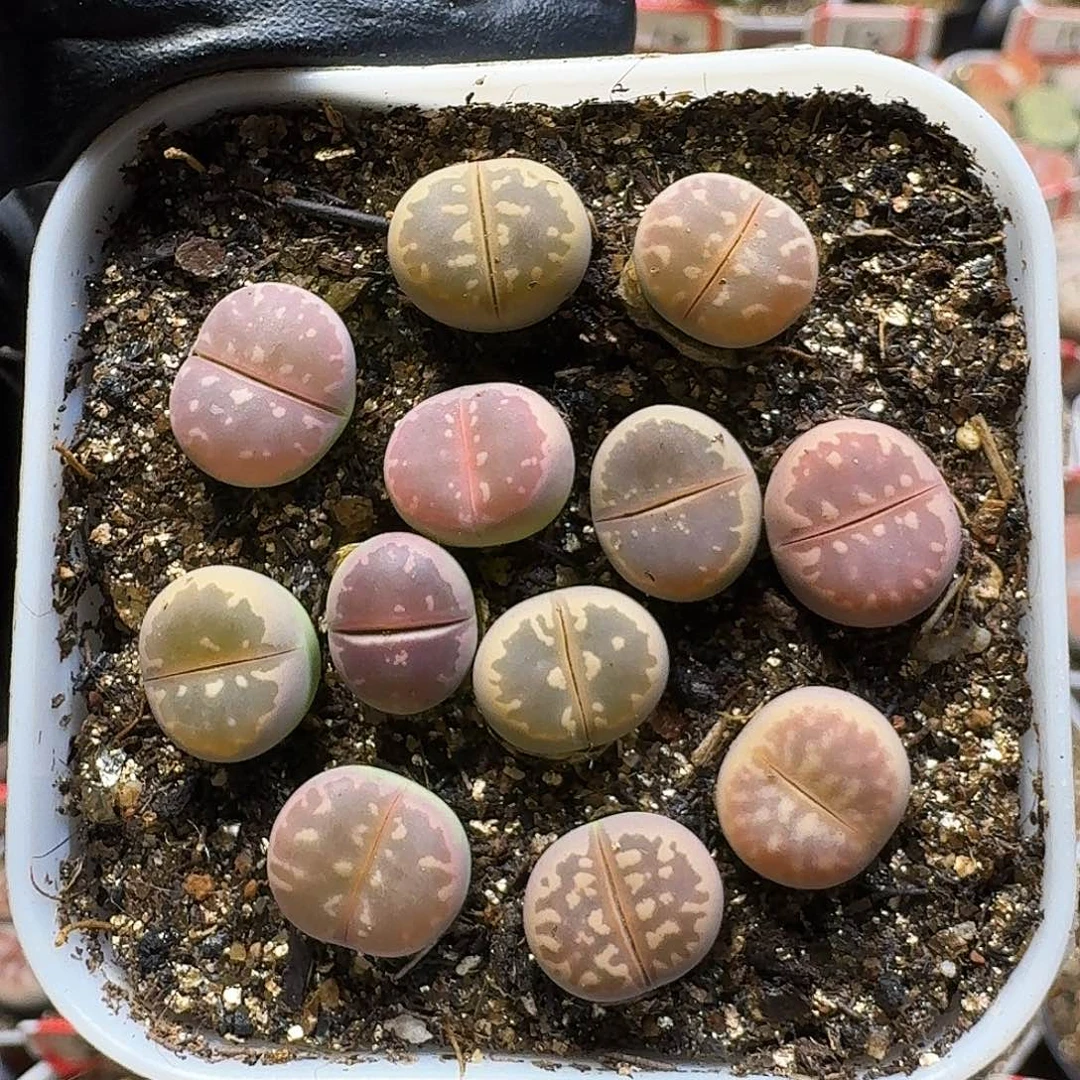 生石花111111。   1公分左右。  160