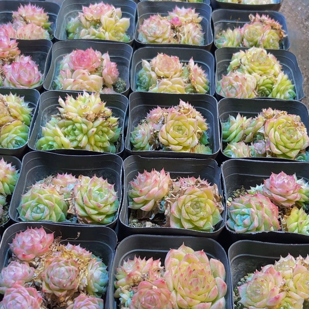 127多肉葡萄的味道是