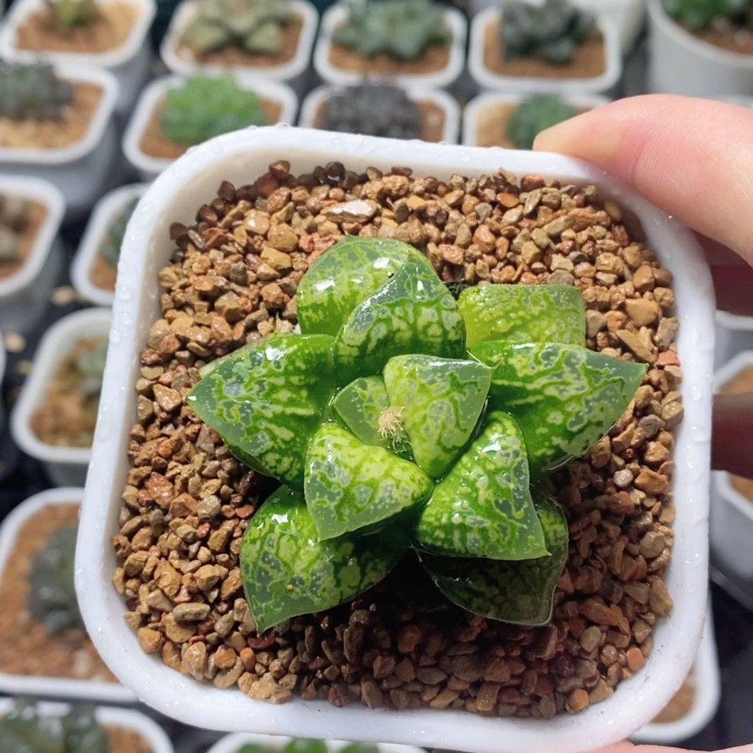 旋转木马玉露多肉