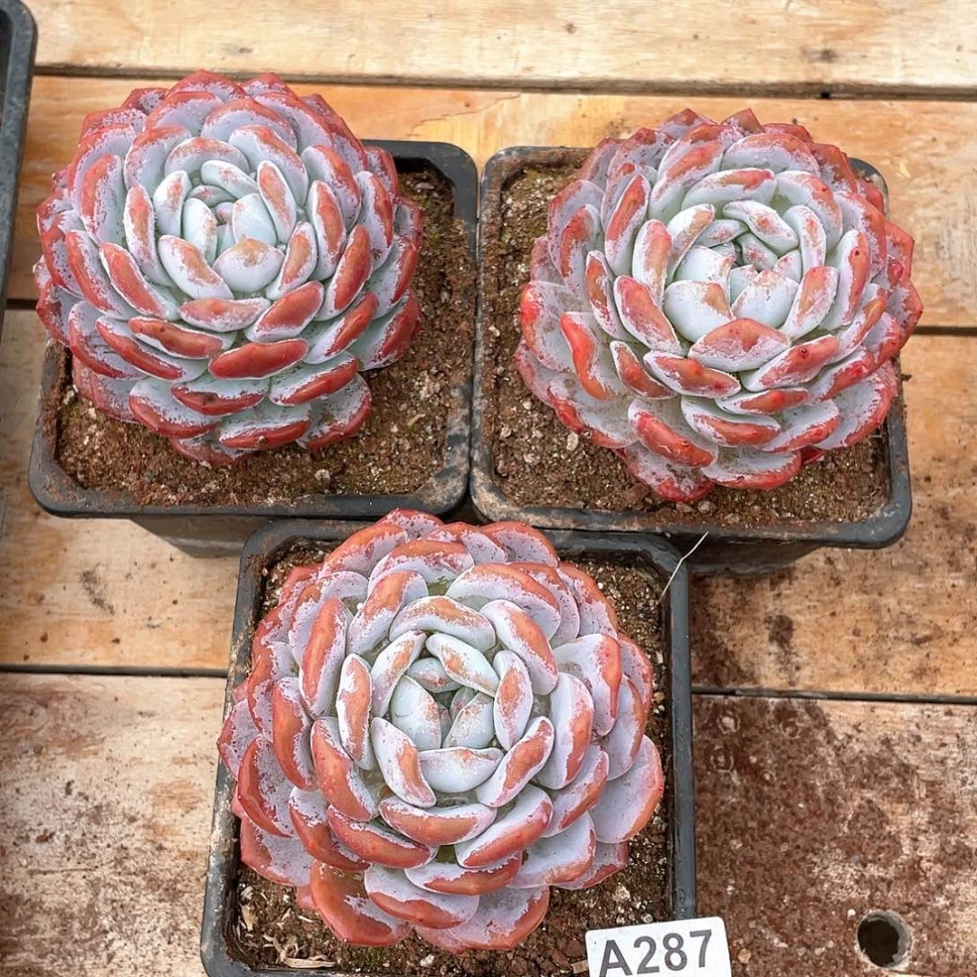 287多肉植物多肉植物
