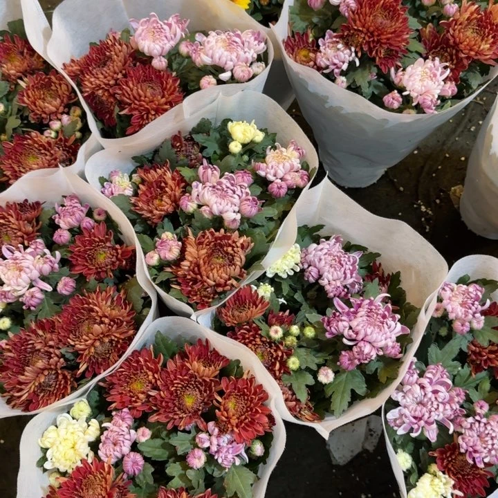 完全开放彩色龙爪菊盆栽