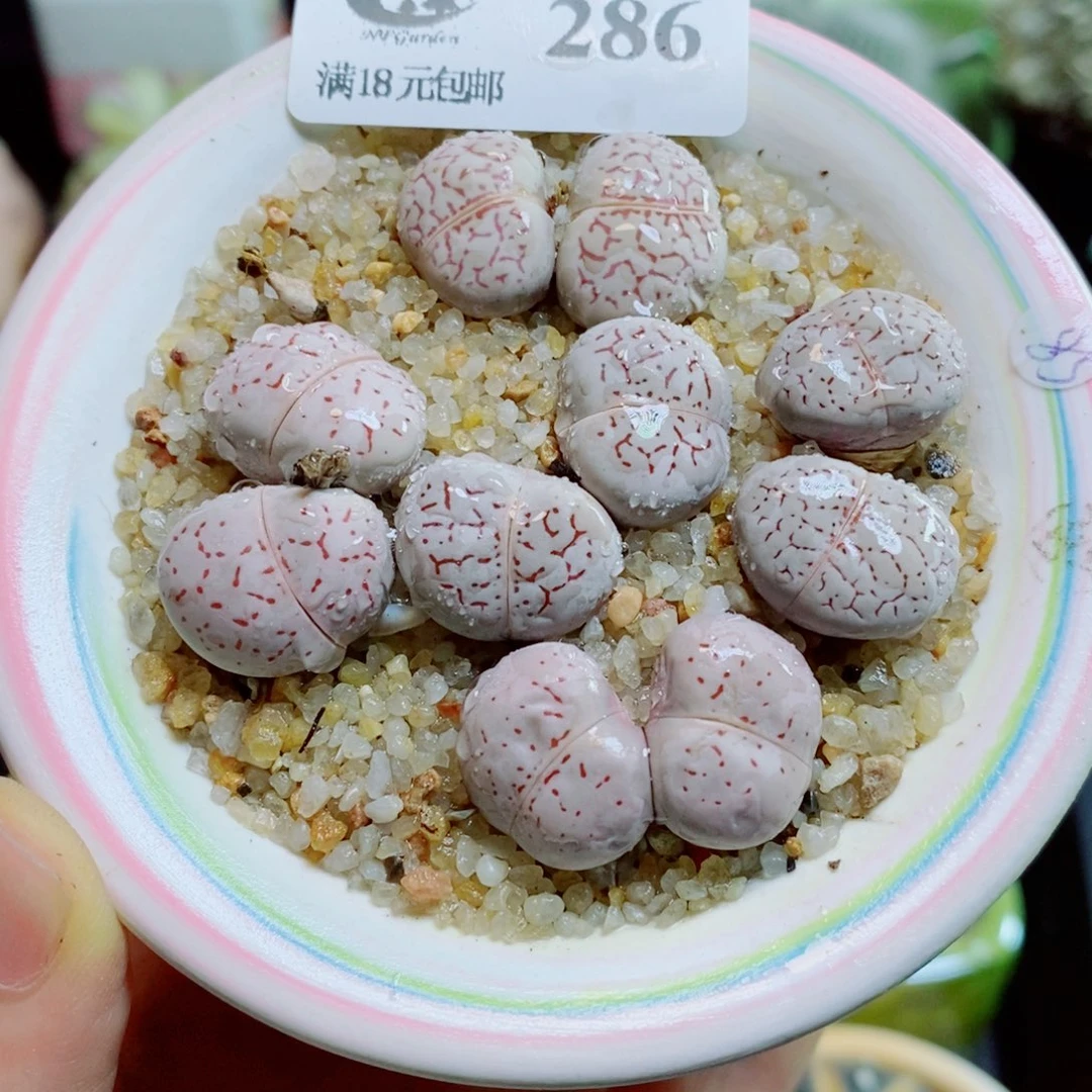 生石花花花花花花花花286