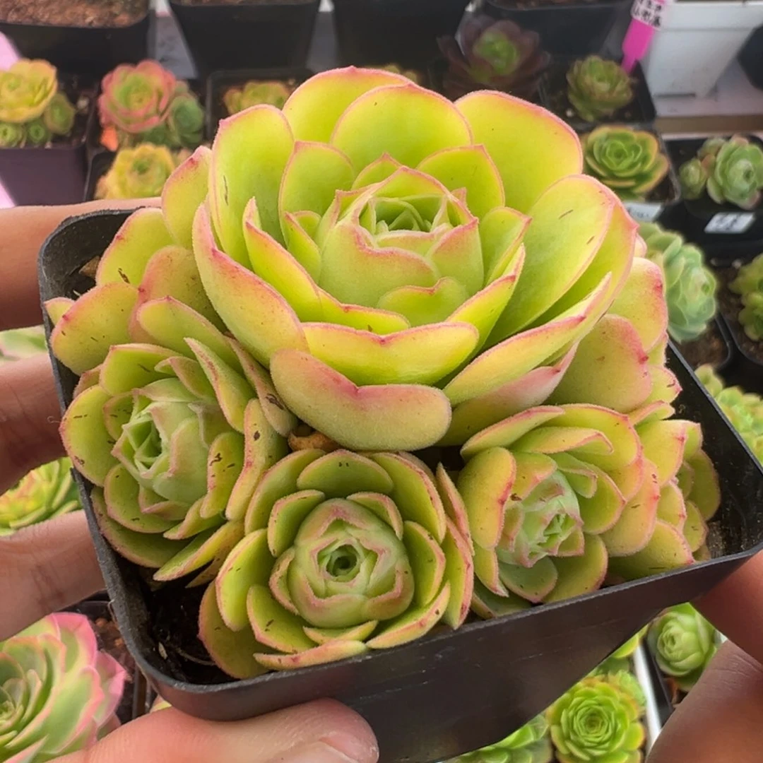 L9半城玫瑰甜言玫瑰