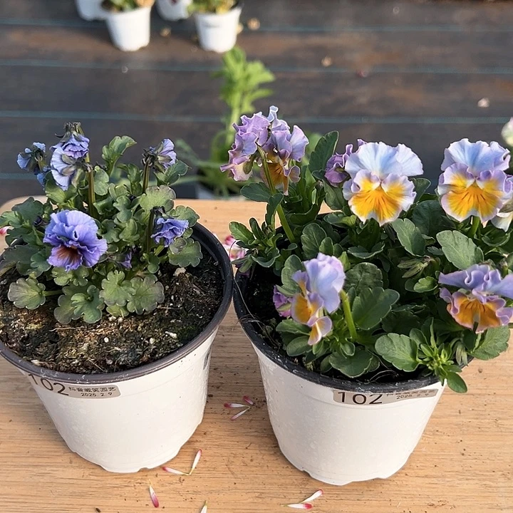 水晶抖音直播闪拍102