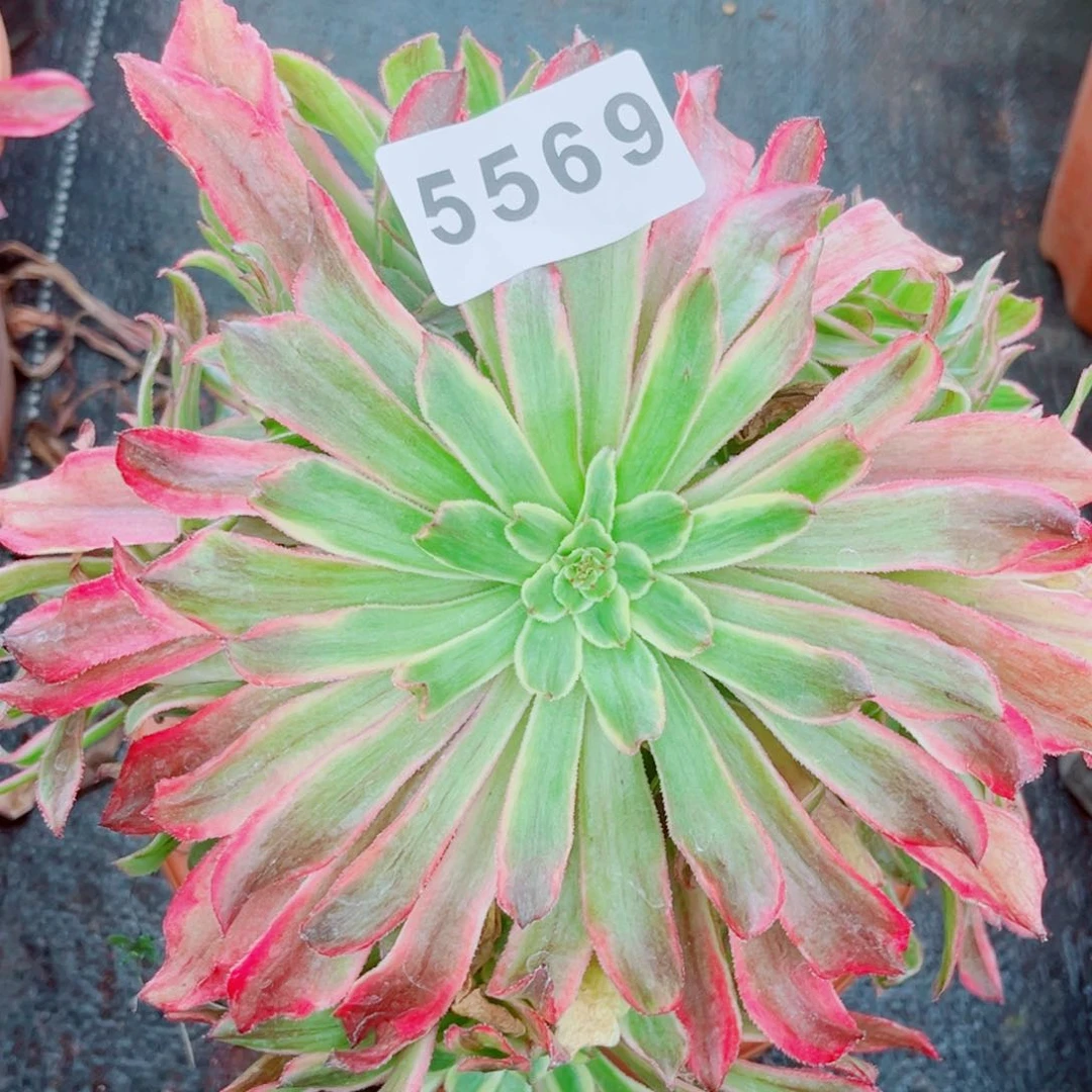 黄花梨捧花多肉发货