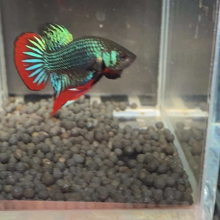 斗鱼泰国斗鱼494号