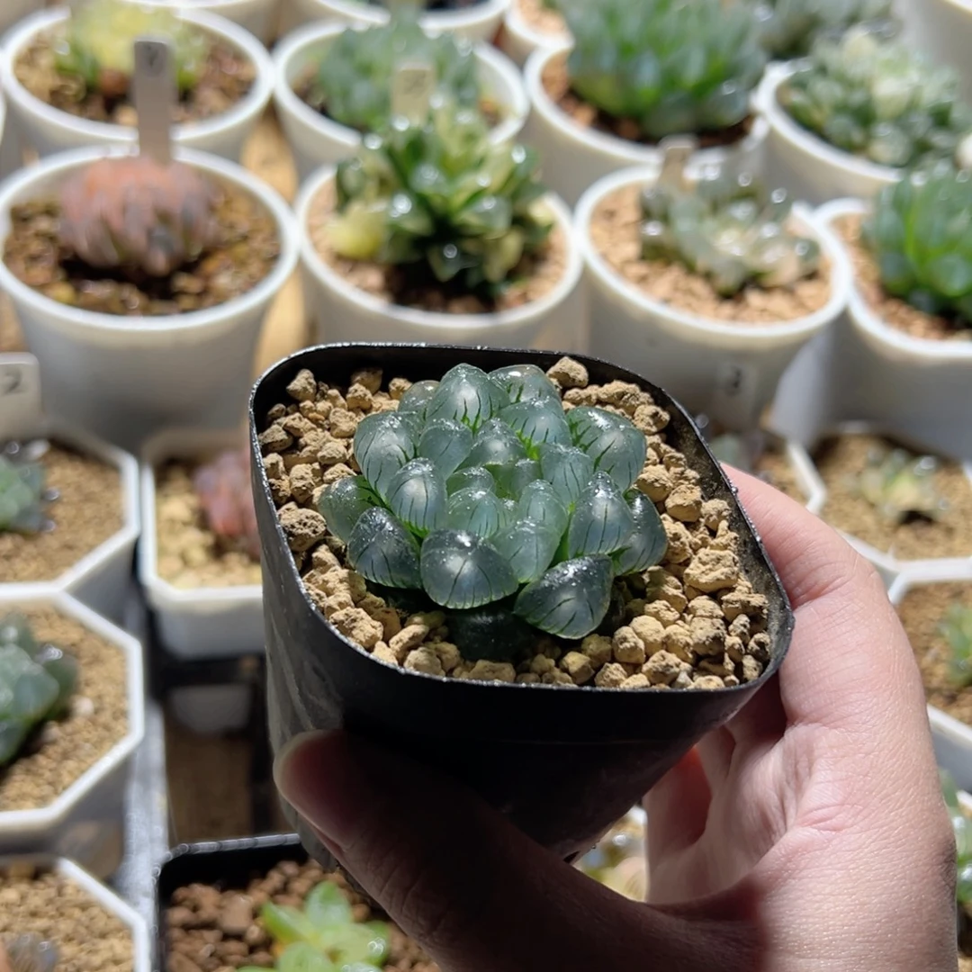 6358号翠冰玉露多肉