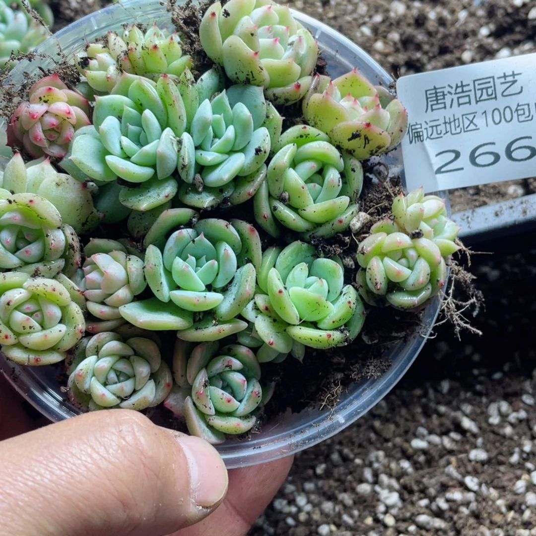 木*果新月珍妮一物一拍266