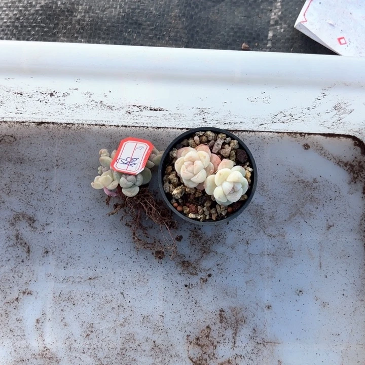 晶一物一拍专拍的