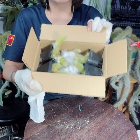 九尾狐带盆发货四棵不包损