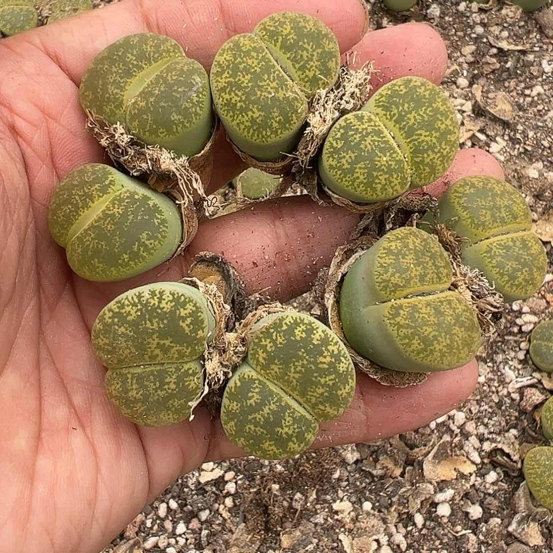 开播福利量拍绿紫勋8年母本双头4颗