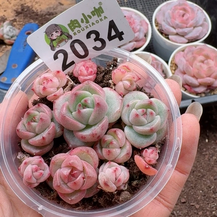 邓*梅多肉植物多肉植物