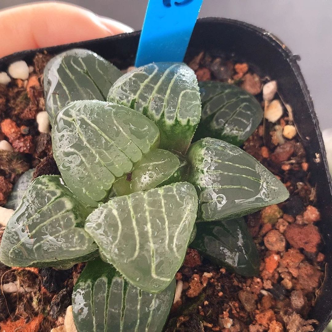 粉色甜心，75号，一物一拍