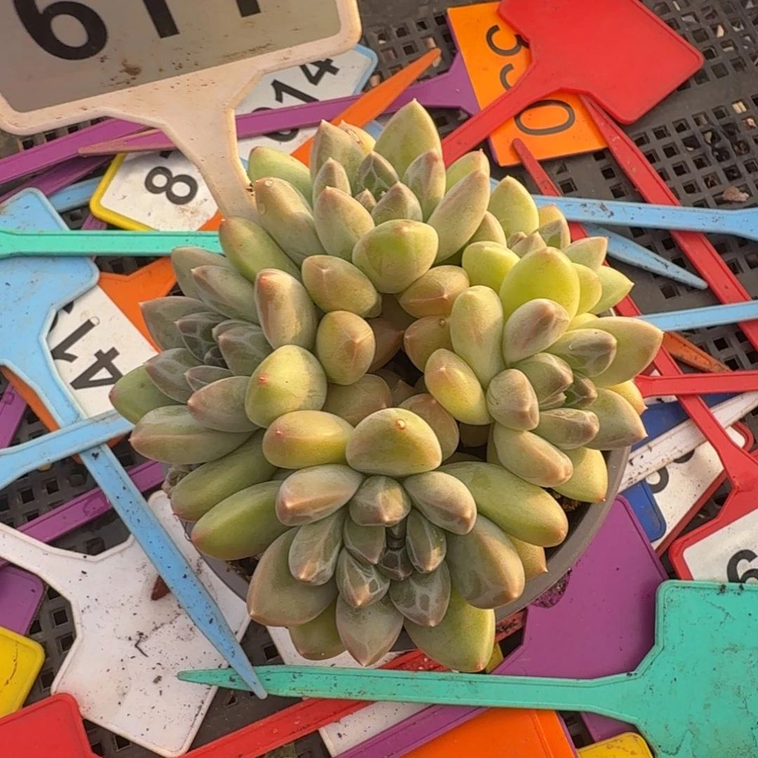 雨花石一物一拍611