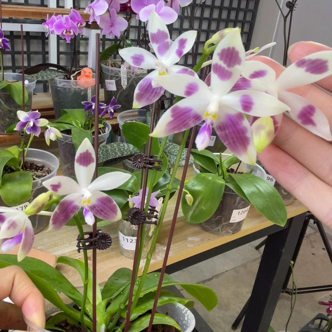 完全开放SWR雨点-1214