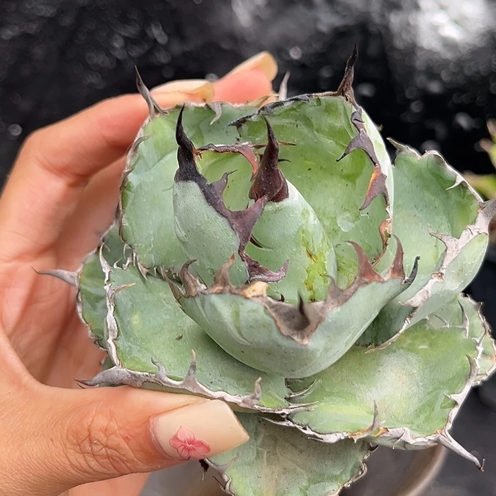 无花朵龙舌兰仁王冠蓝鲸