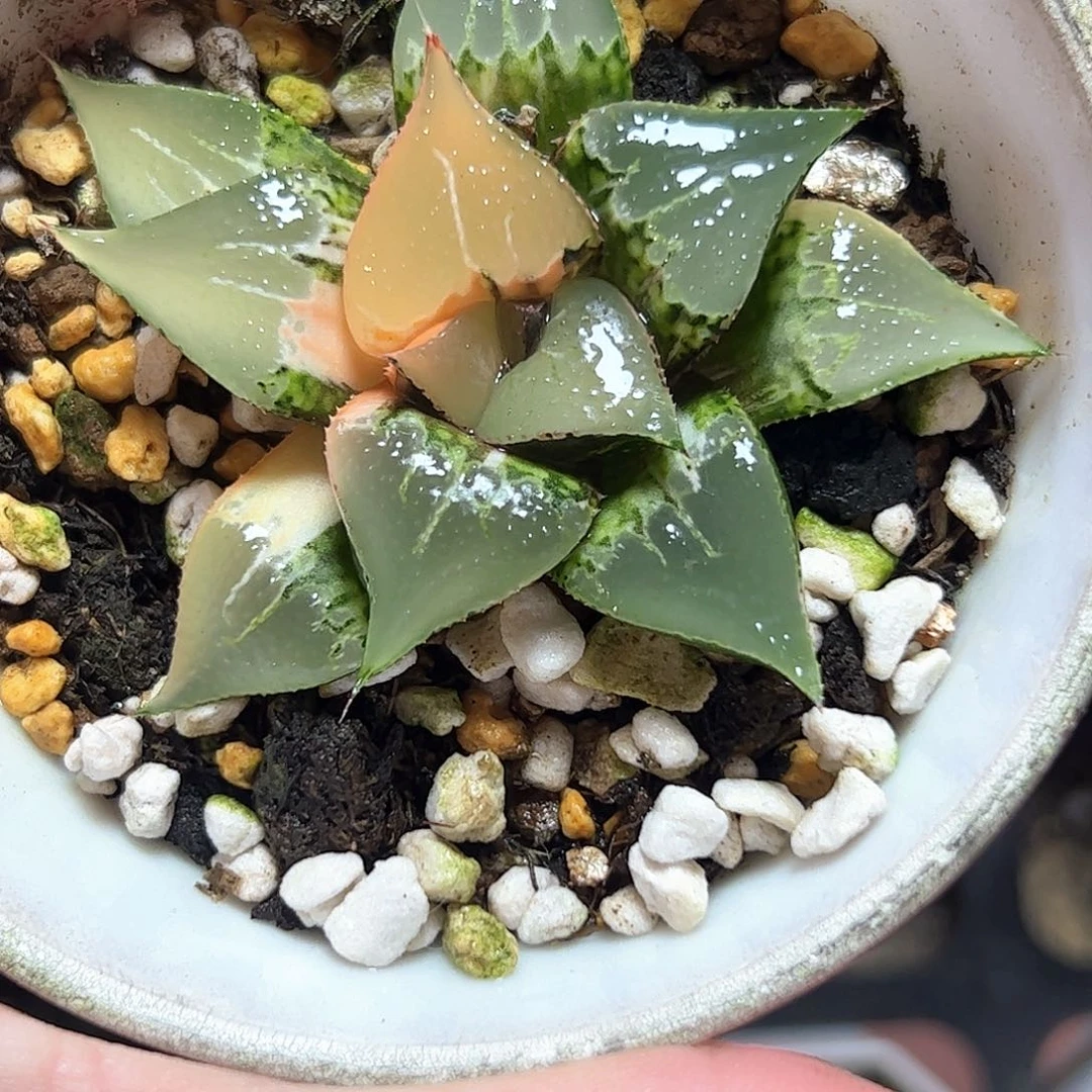 酒吞童子母本锦十二卷多肉植物