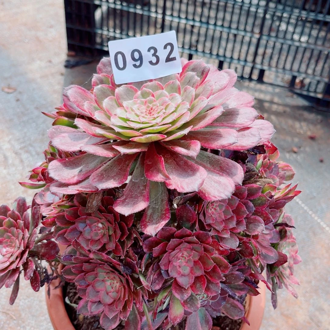 贵妃多肉发货发货