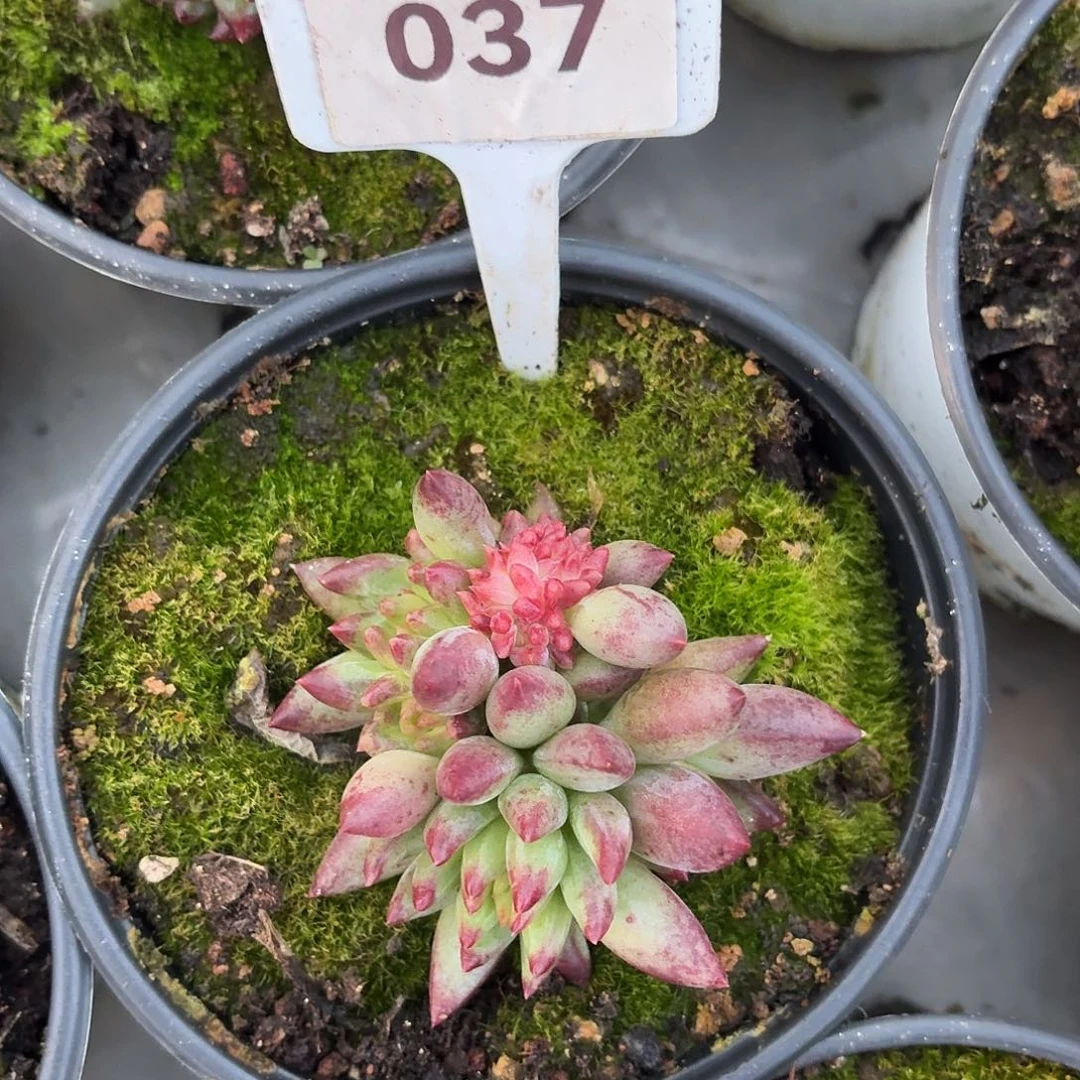 黑鱼美人缀12345678919