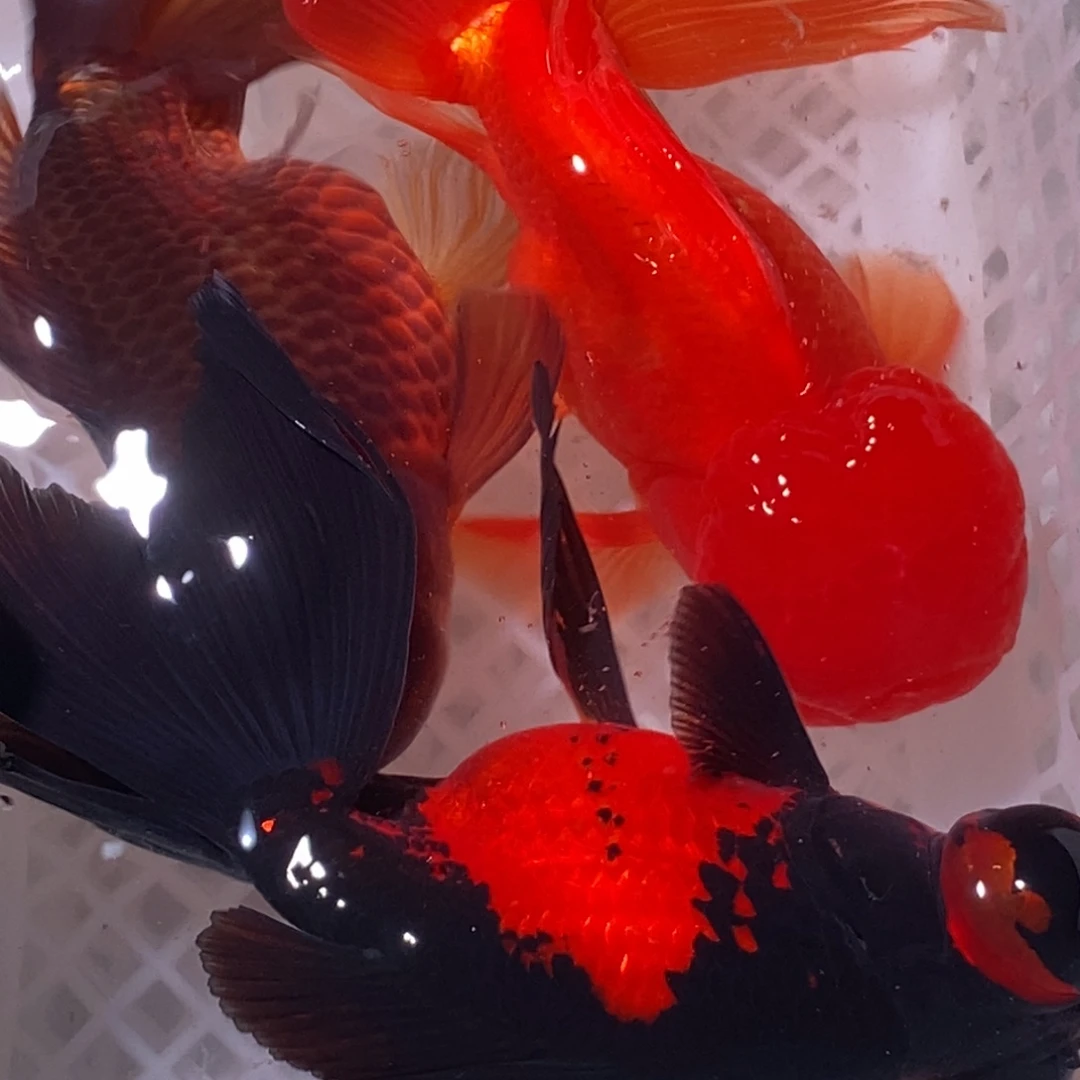 金鱼国粹金鱼混搭发货