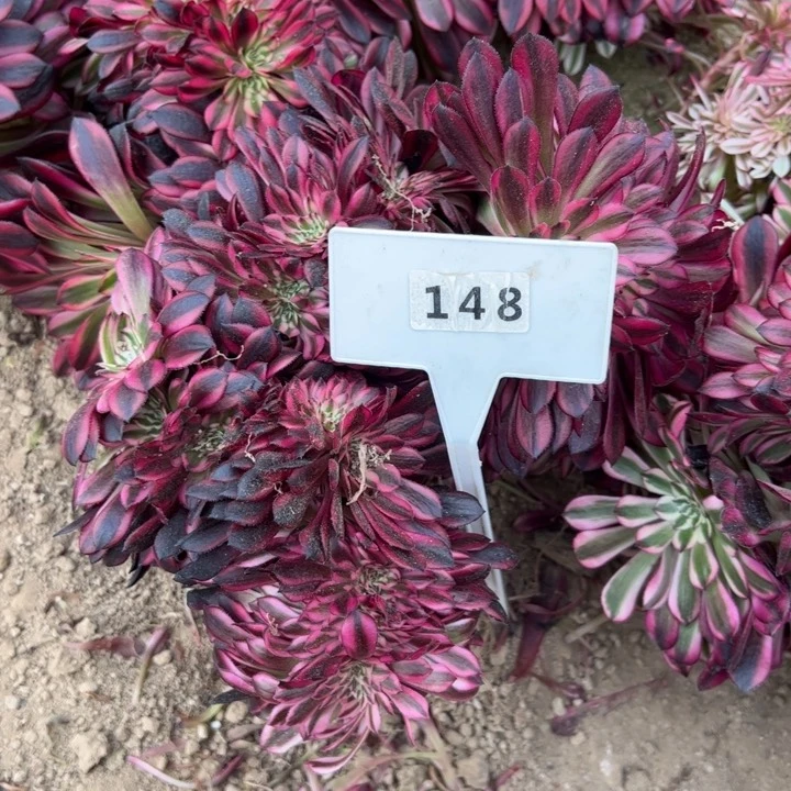 148黑铜壶缀化多肉