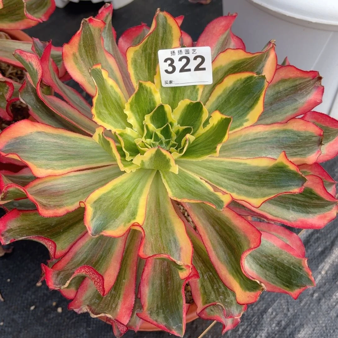 云*潇12345  322多肉法师