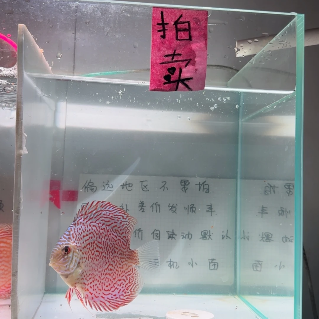 七彩神仙鱼肉身8偏远地区不拍