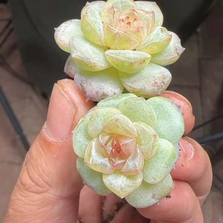 0536  新品  雪恋人