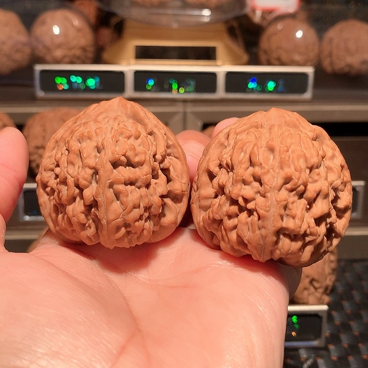 文玩核桃把件蚂蚁王44尺