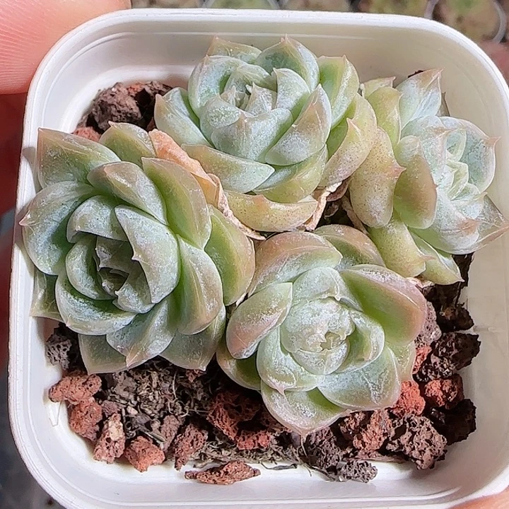 1117------54汉堡珍妮