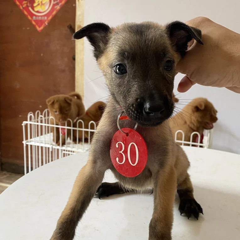 马犬中华田园犬猎犬