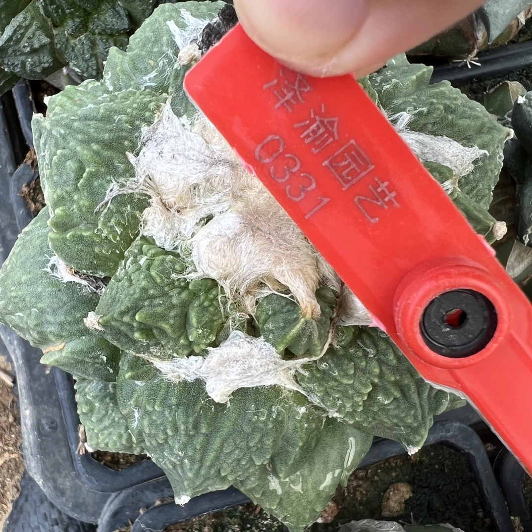 0331号草球苗接怒涛牡丹，辛顿牡丹，黑牡丹，各种牡丹锦，10.5厘米