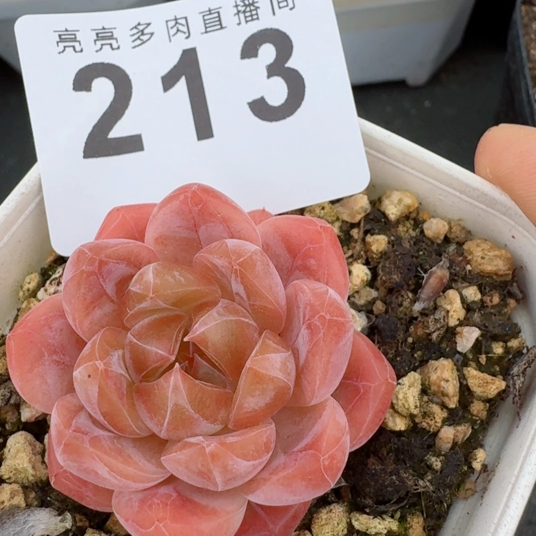 粉魄            精美多肉植物