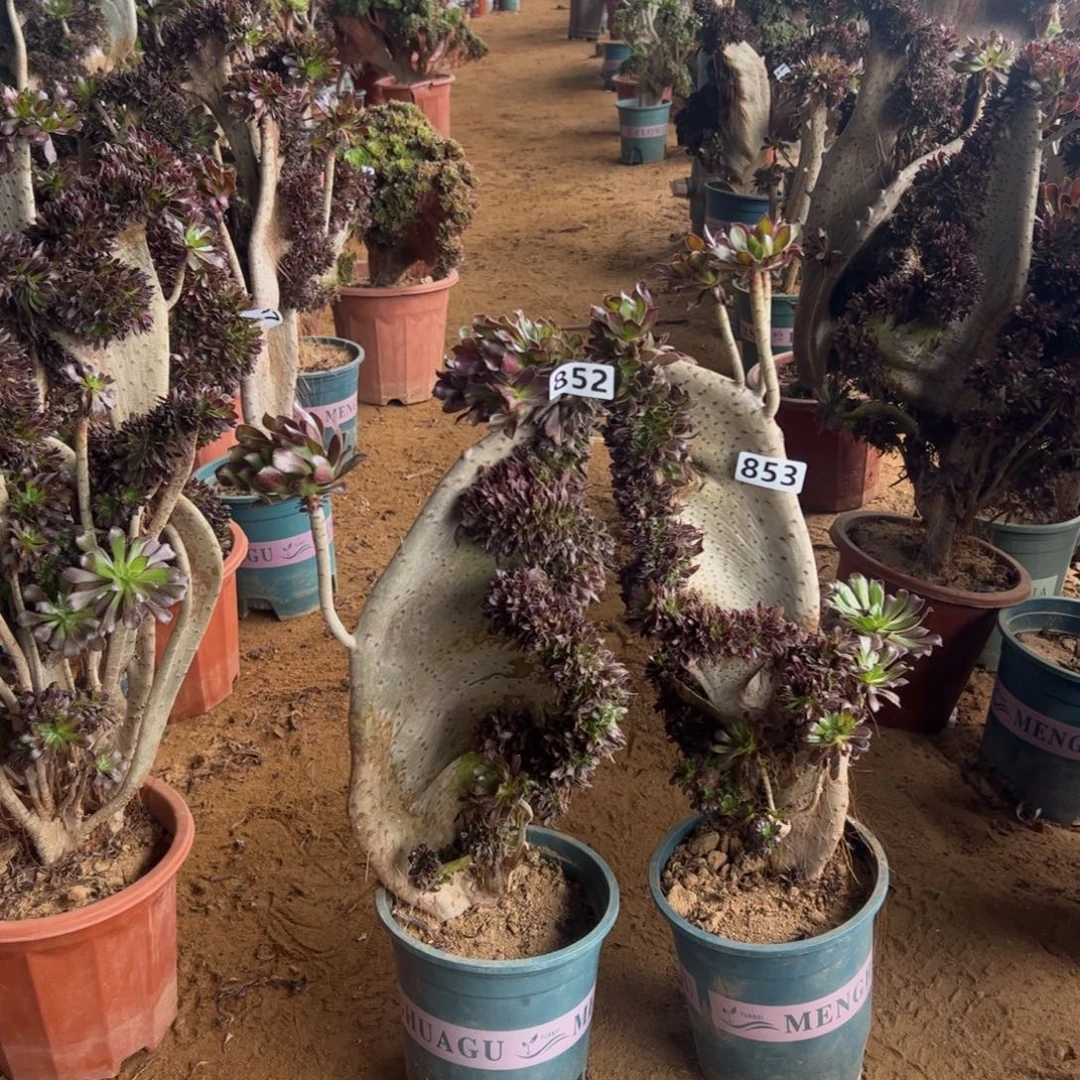 有伤两颗黑缀852.853高度42厘米