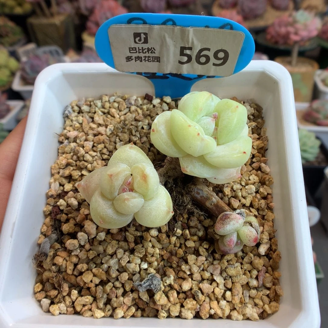 569双头冰玉石化多肉植物