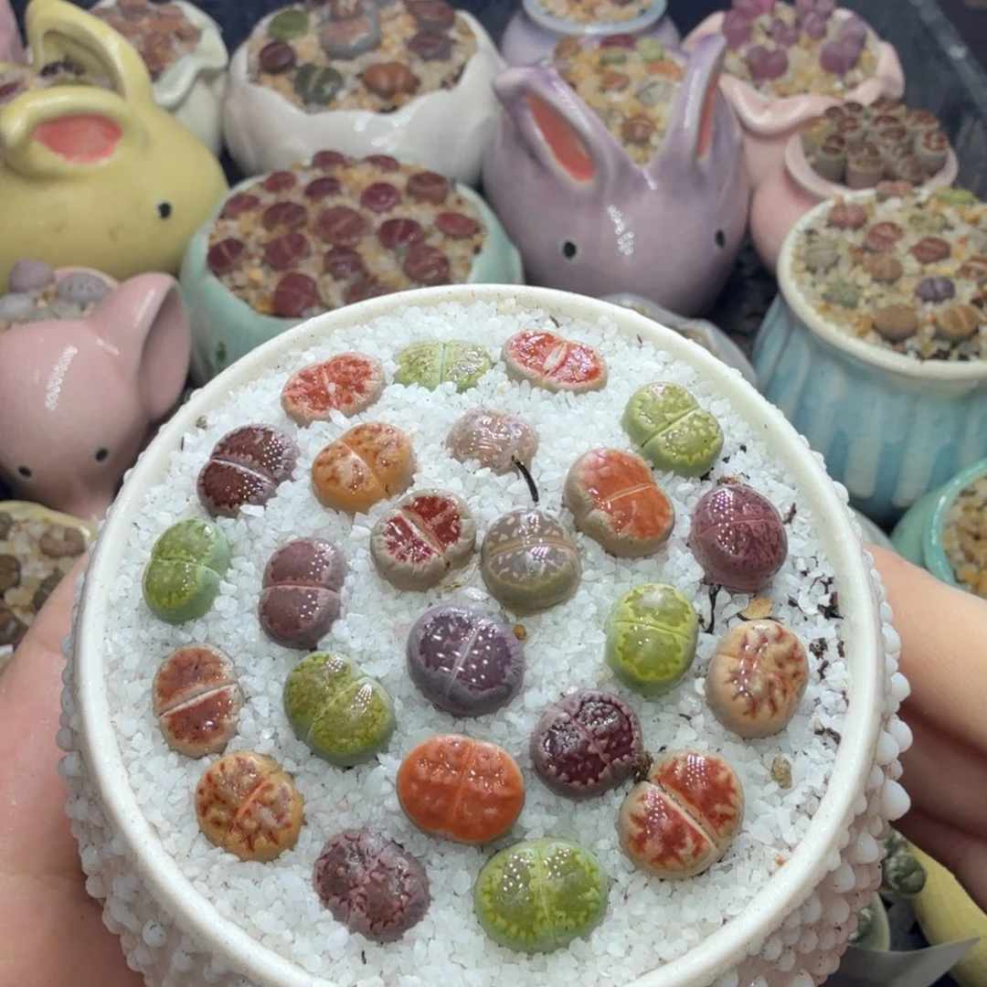 多肉葡萄的味道真的很766