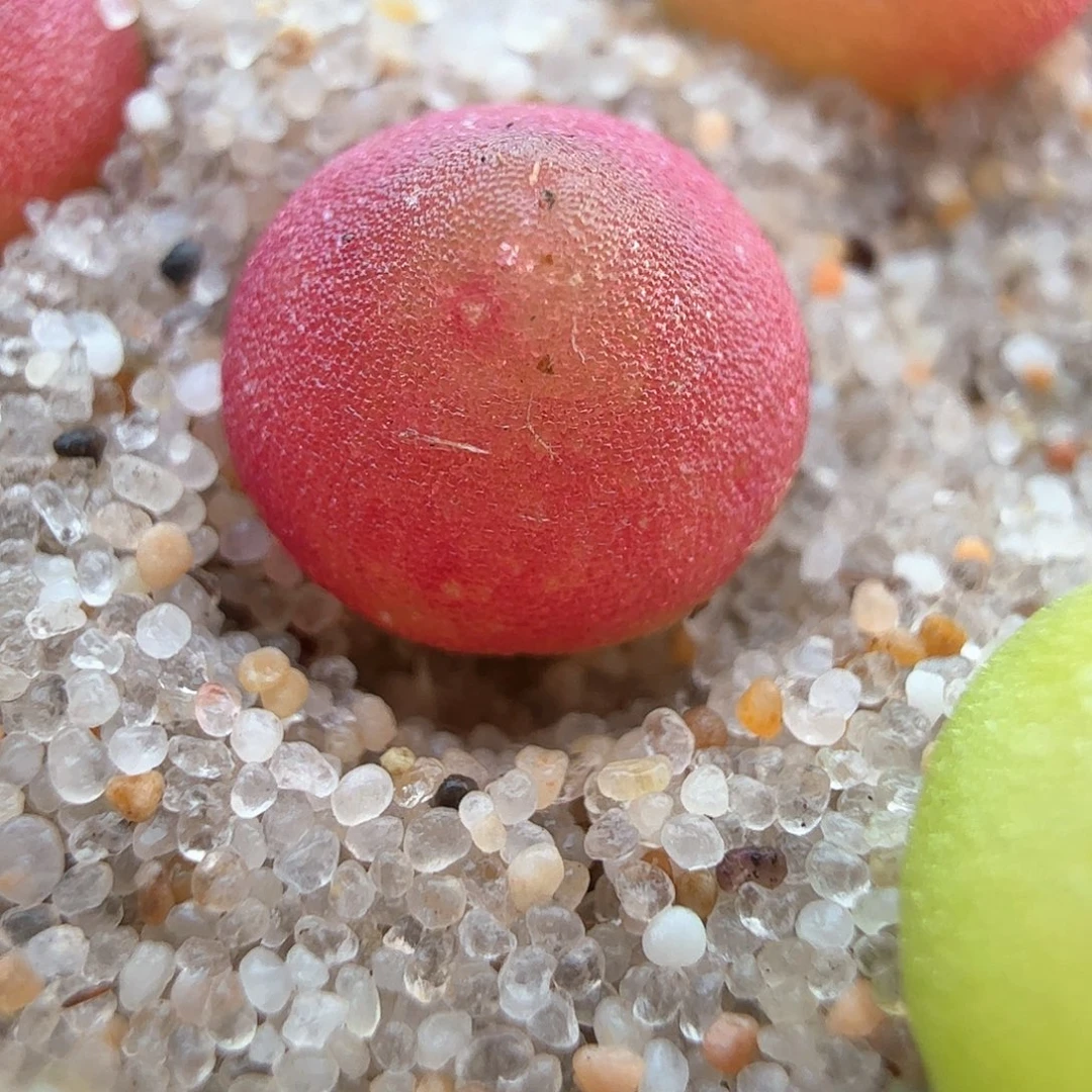 3.15.9/3年哈莫新头0.7厘米多肉植物