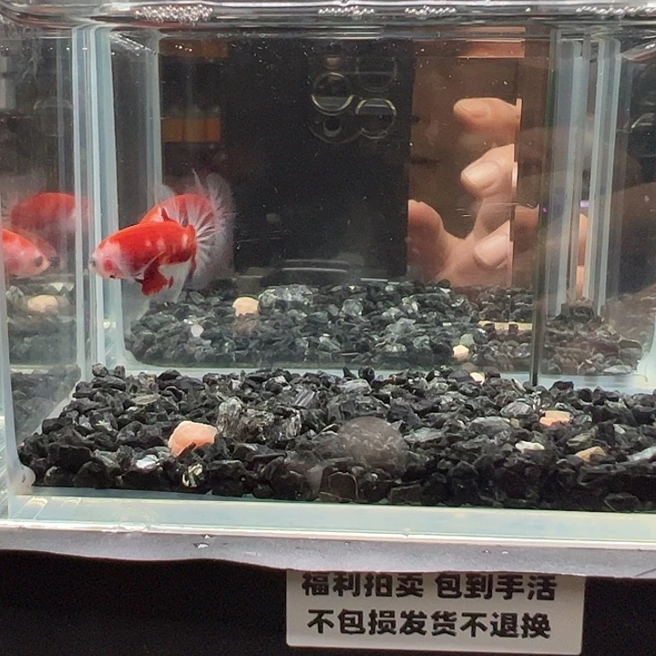 斗鱼竞拍跑单拉黑48