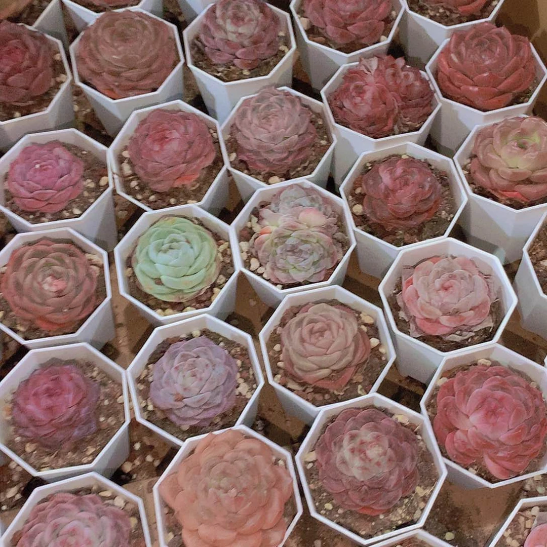 7颗组合2356788899900