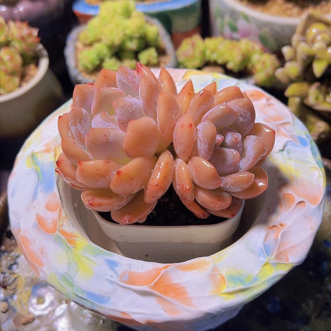 ?****➰雪天使，多肉植物，