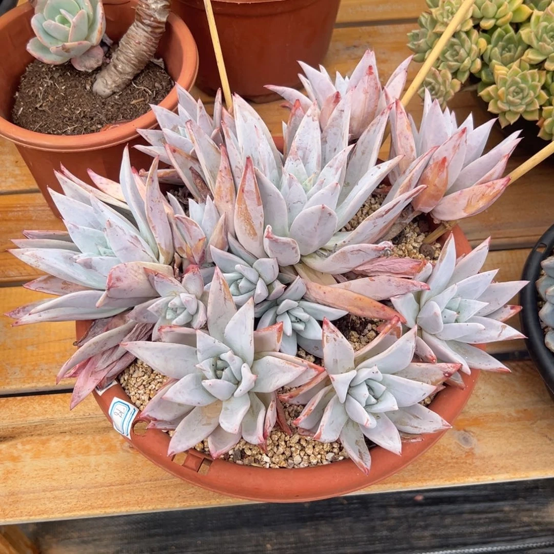 多肉植物墨西哥巨人