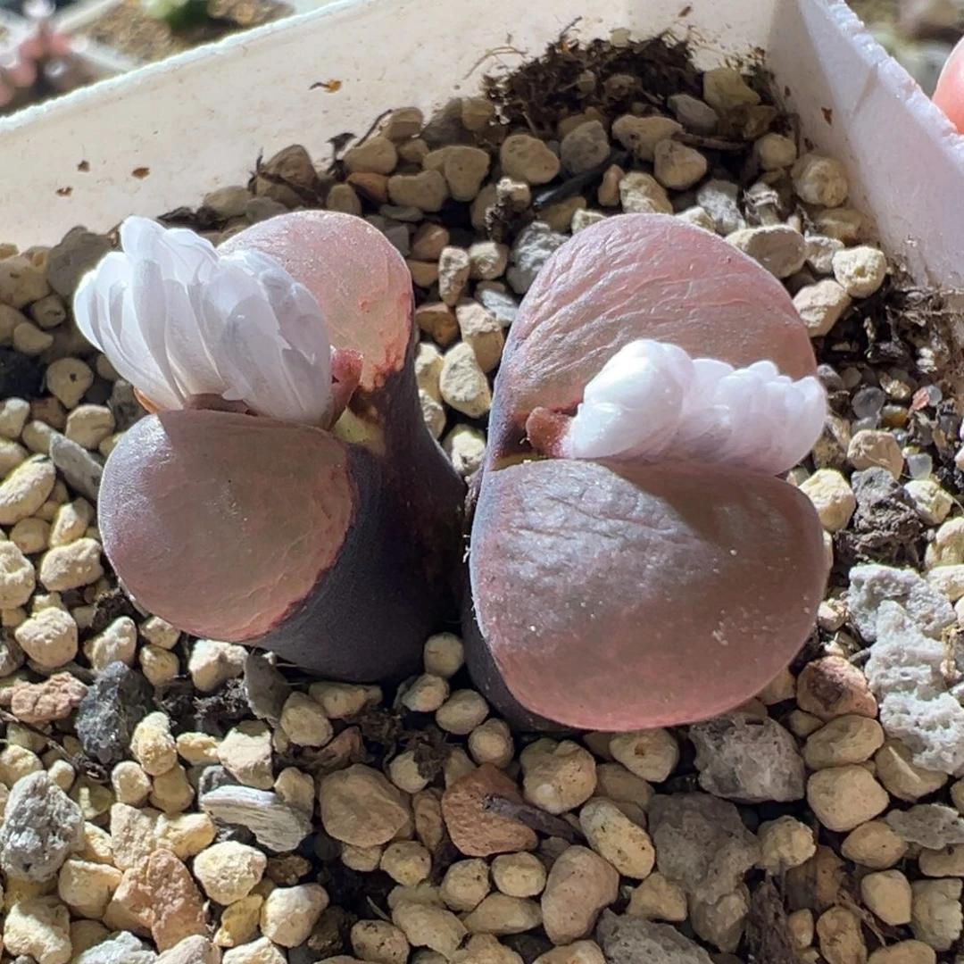 超美 有裂 福利13