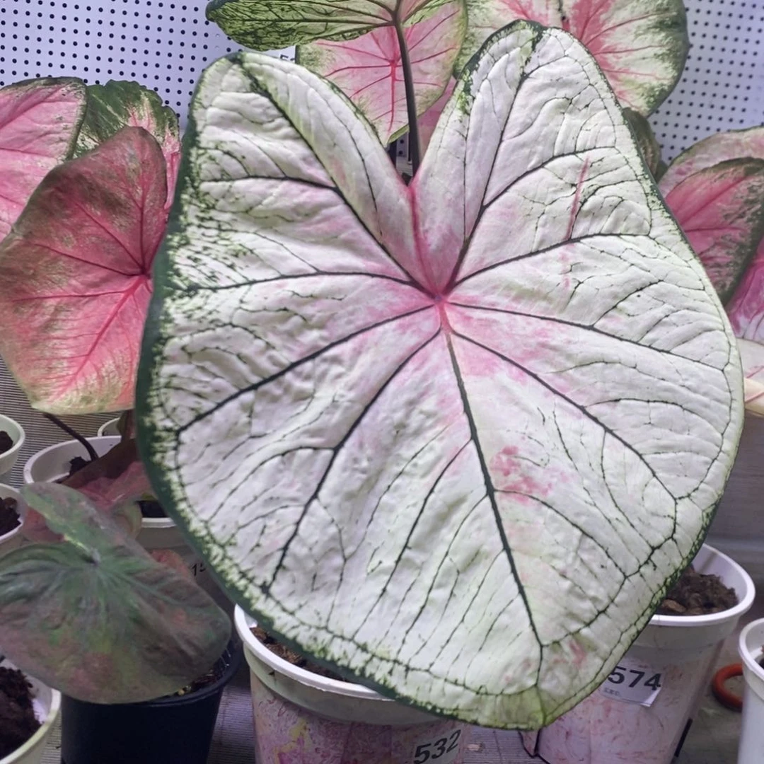 【闪购商品】不开花植物白Monica 5329