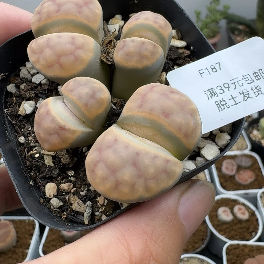 187多肉哈哈哈哈哈哈哈